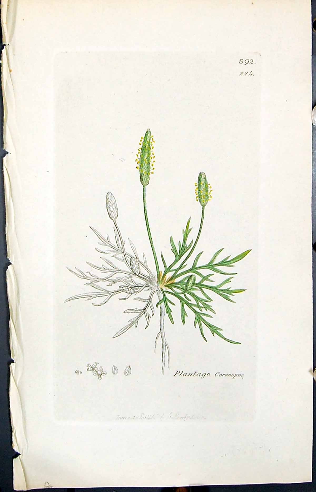 Antique Old Print Plantago Coronopus Smith Sowerby 1847 British Plants Botany