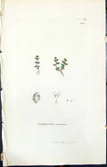 Antique Print Centunculus Minimus Smith Sowerby 1847 British Plants Botany 19th