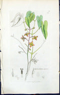 Antique Old Print Epimedium Alpinum Smith Sowerby 1847 British Plants Botany