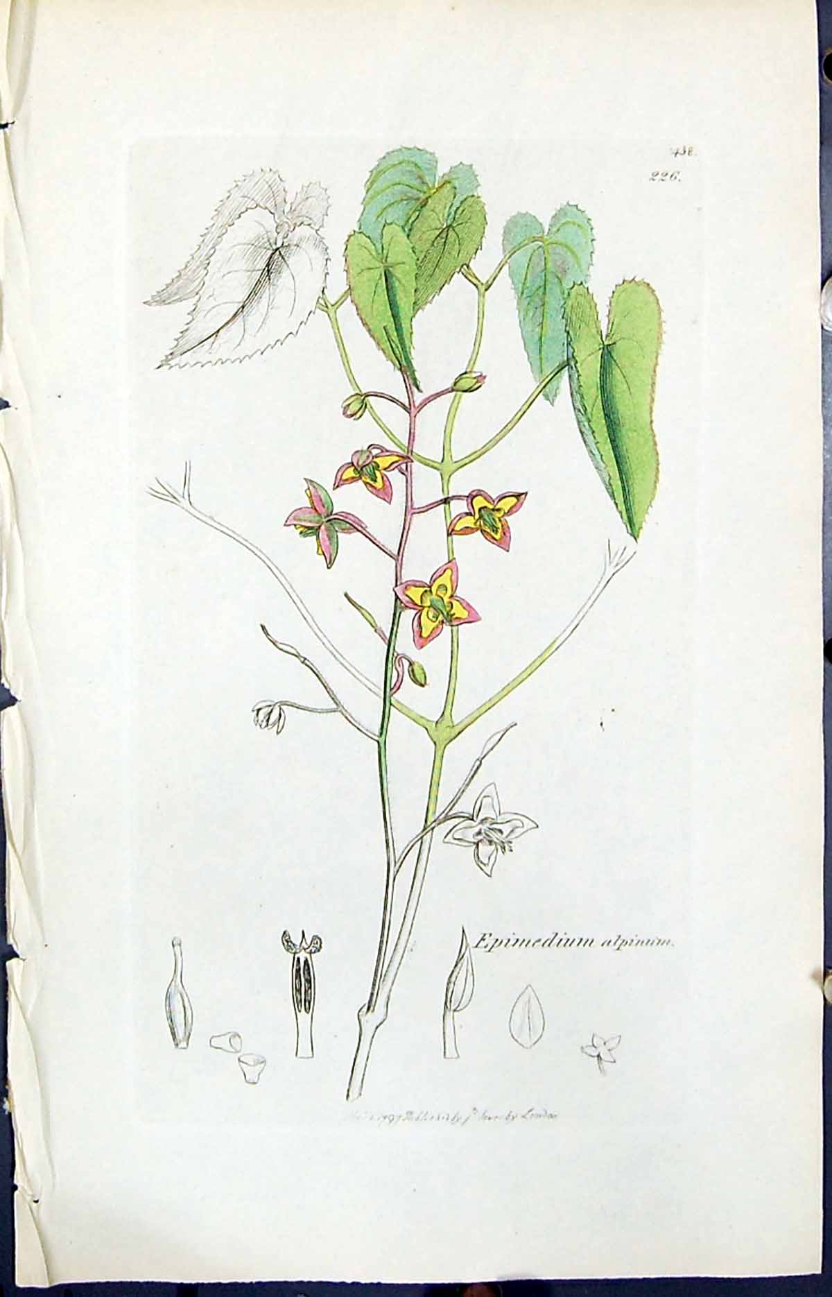 Antique Old Print Epimedium Alpinum Smith Sowerby 1847 British Plants Botany
