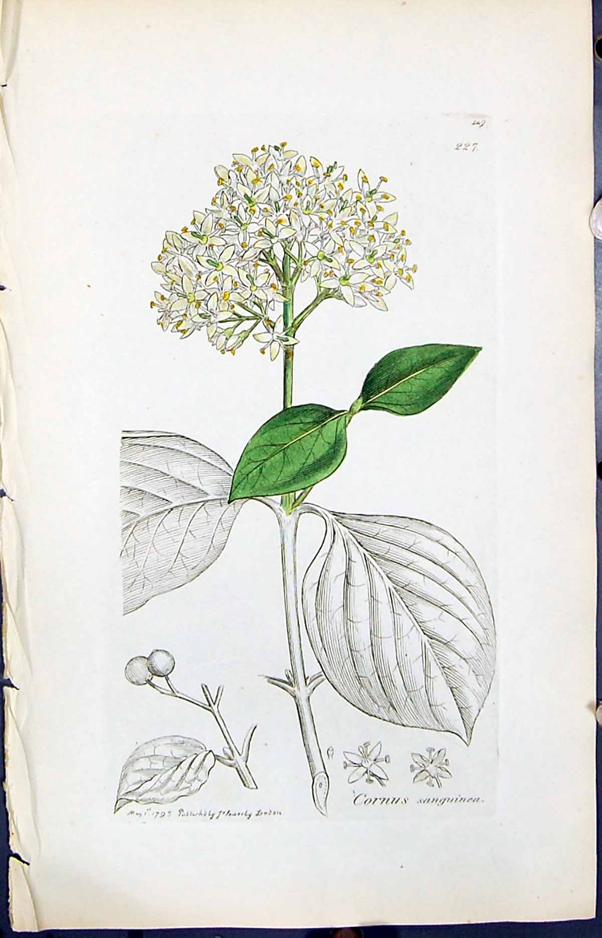 Antique Old Print Cornus Sanguinea Smith Sowerby 1847 British Plants Botany