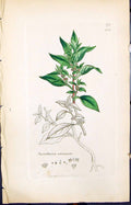 Old Print Parietaria Officinalis Smith Sowerby 1847 British Plants Botany 19th