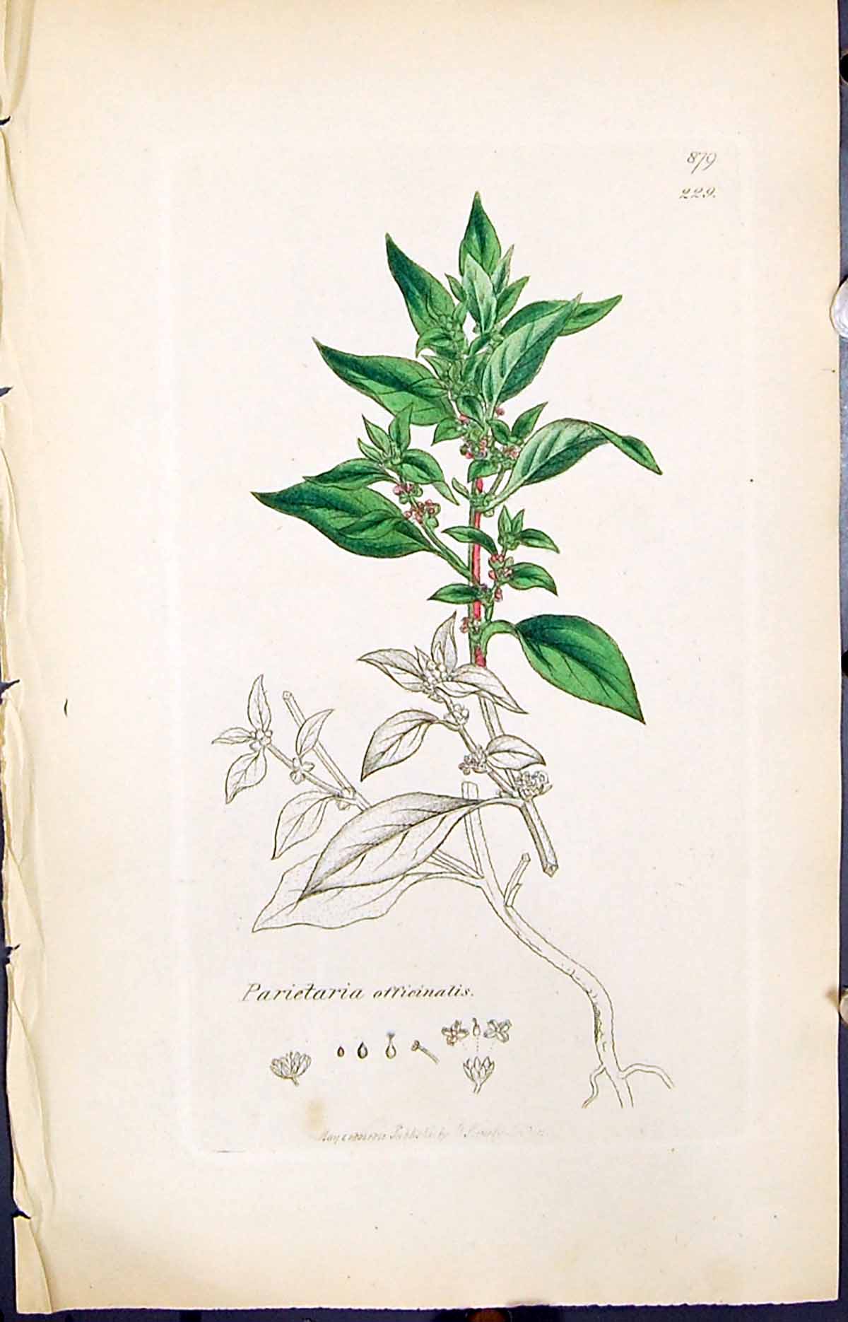 Old Print Parietaria Officinalis Smith Sowerby 1847 British Plants Botany 19th