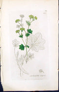 Antique Print Alchemilla Vulgaris Smith Sowerby 1847 British Plants Botany 19th