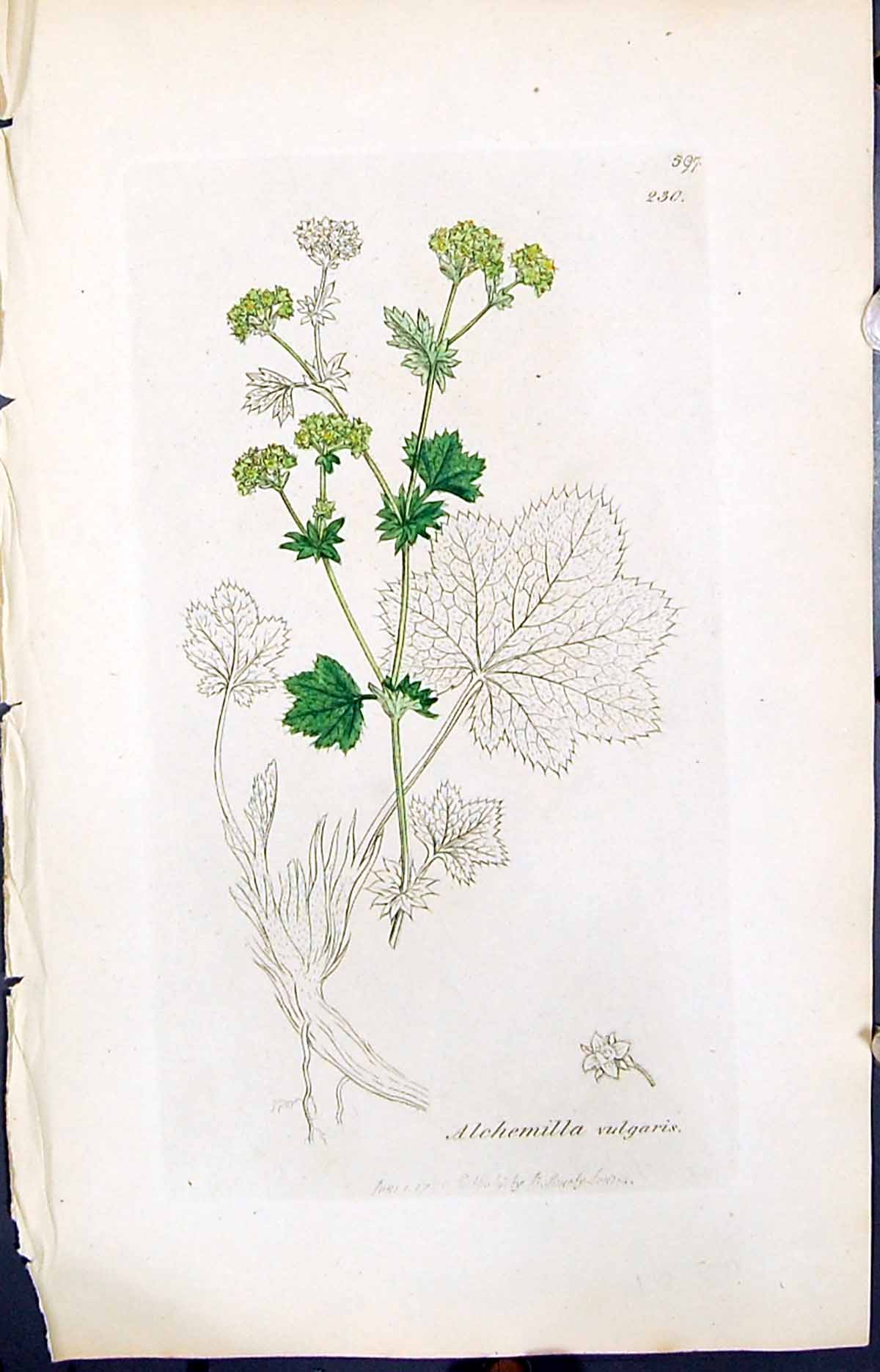 Antique Print Alchemilla Vulgaris Smith Sowerby 1847 British Plants Botany 19th