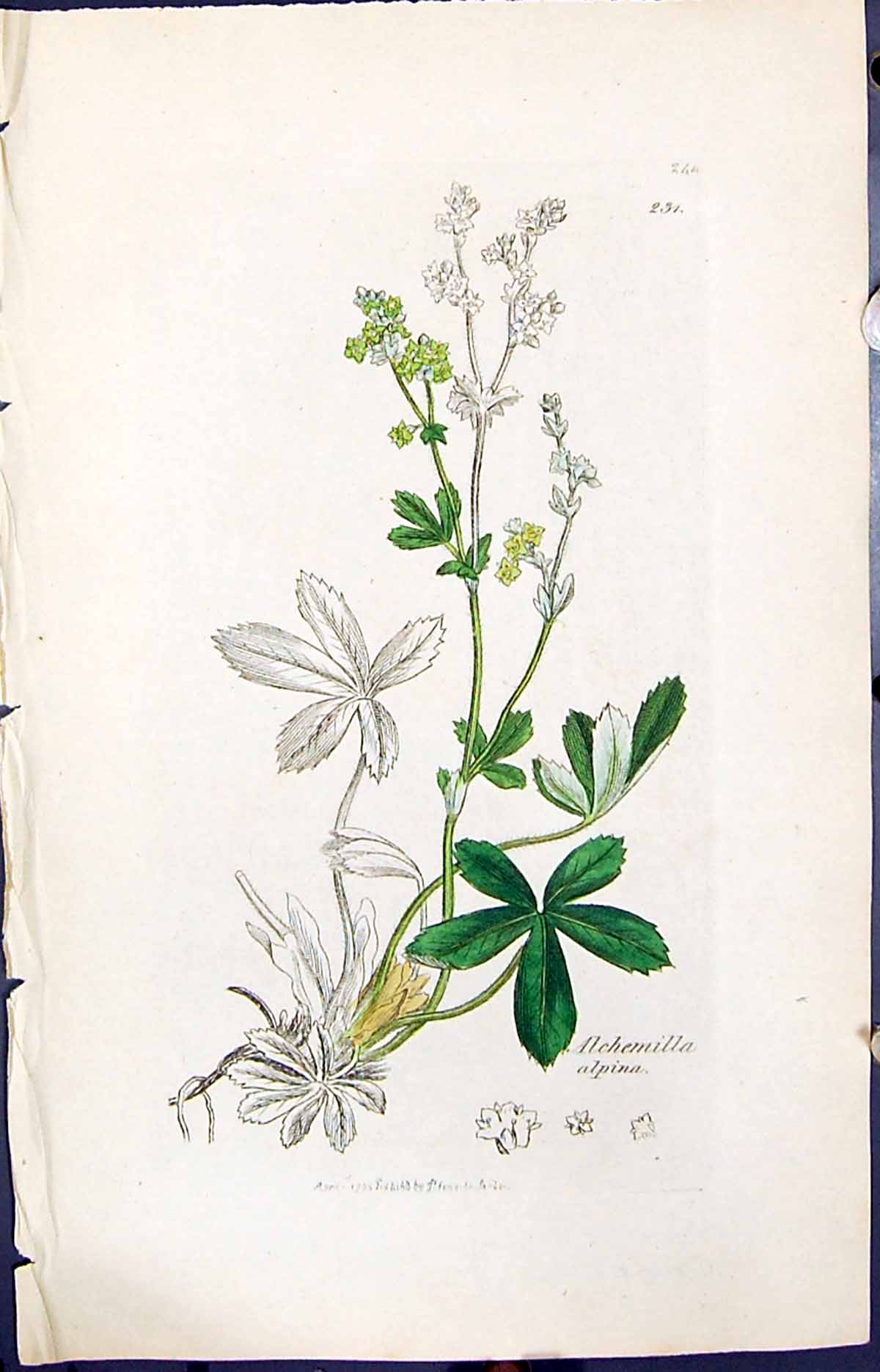 Antique Old Print Alchemilla Alpina Smith Sowerby 1847 British Plants Botany