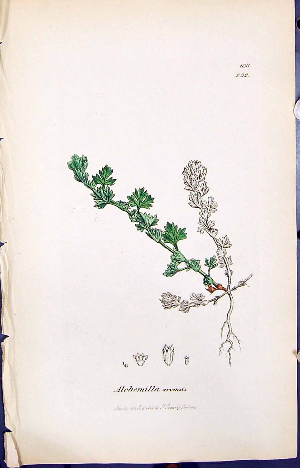Antique Print Alchemilla Arvensis Smith Sowerby 1847 British Plants Botany 19th