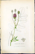 Old Sanguisorba Officinalis Smith Sowerby 1847 British Plants Botany Victorian