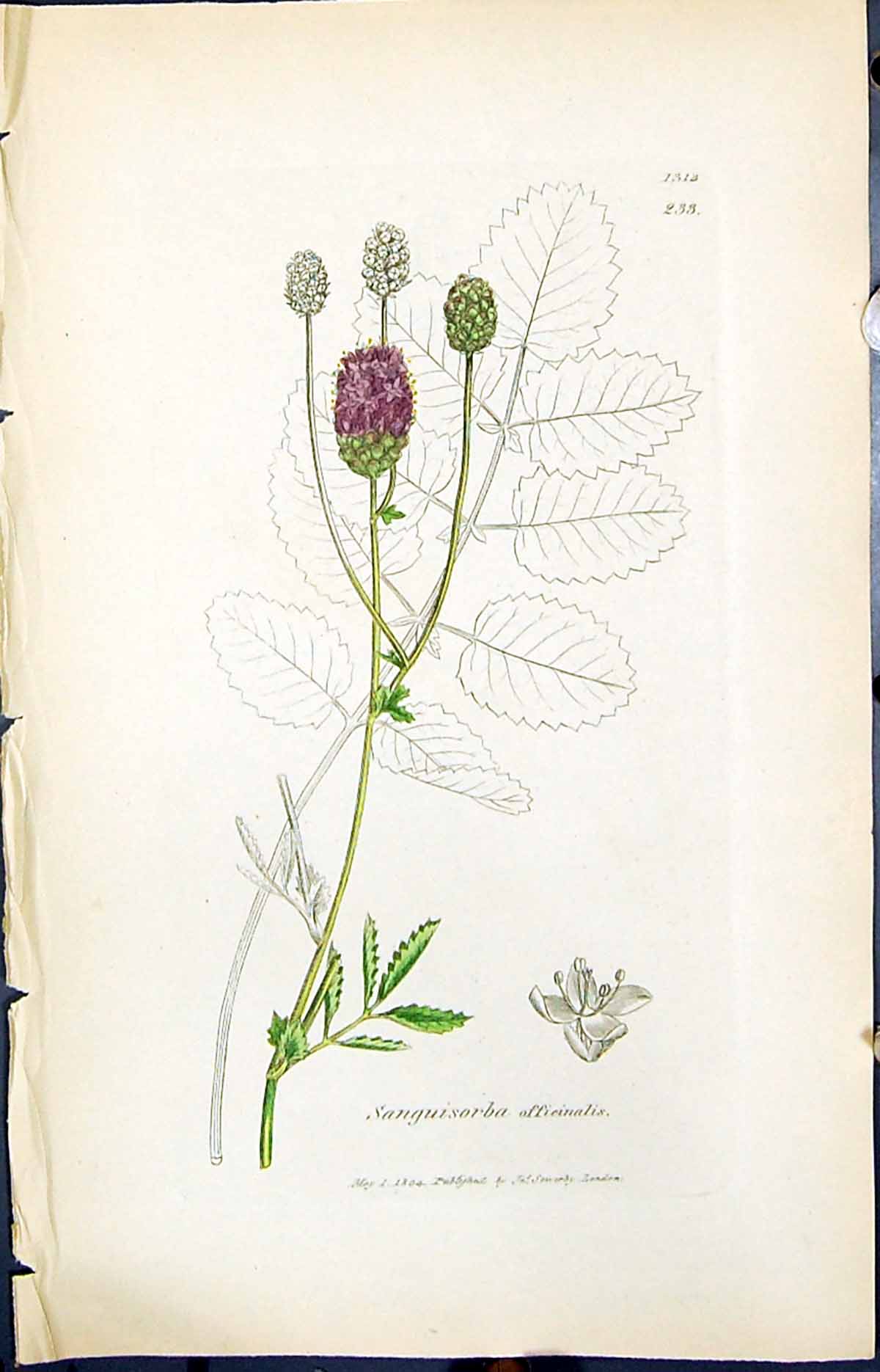 Old Sanguisorba Officinalis Smith Sowerby 1847 British Plants Botany Victorian