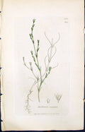 Antique Print Buffonia Tenuifolia Smith Sowerby 1847 British Plants Botany 19th