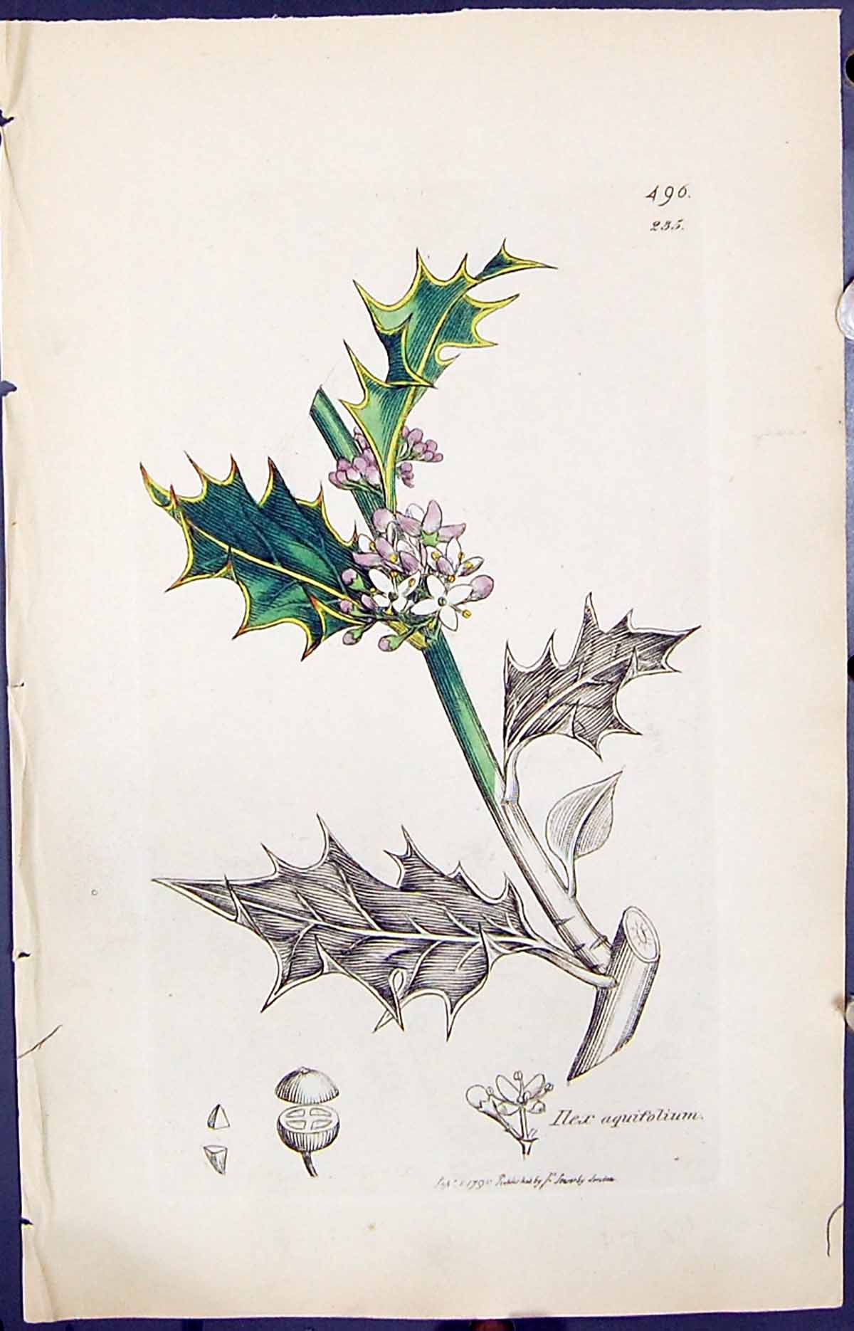 Old Print Ilex Aquifolium Colour Smith Sowerby 1847 British Plants Botany 19th