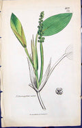 Antique Old Print Potamogeton Natans Smith Sowerby 1847 British Plants Botany