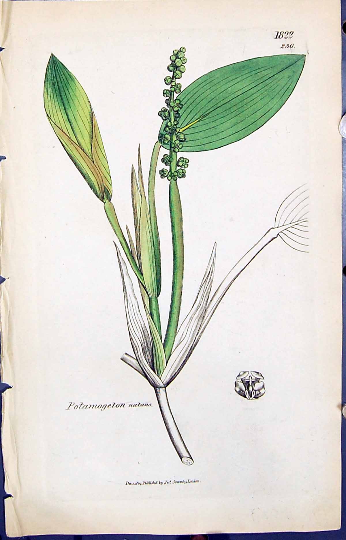 Antique Old Print Potamogeton Natans Smith Sowerby 1847 British Plants Botany
