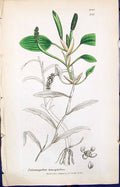 Old Potamogeton Heterophyllum Smith Sowerby 1847 British Plants Botan Victorian