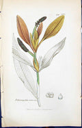 Old Print Potamogeton Rufescens Smith Sowerby 1847 British Plants Botany 19th