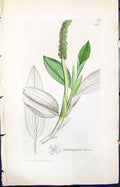 Antique Old Print Potamogeton Lucens Smith Sowerby 1847 British Plants Botany