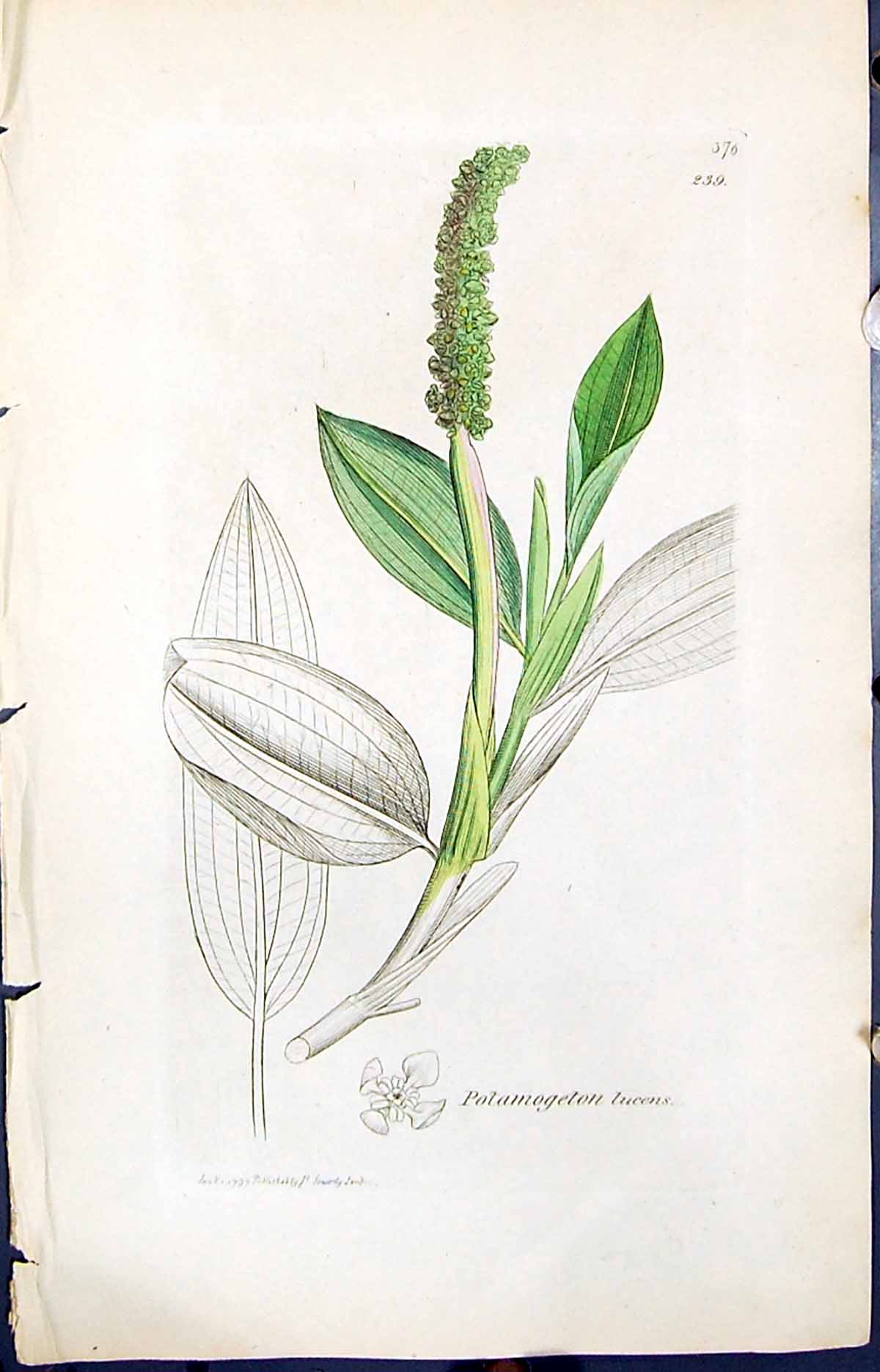 Antique Old Print Potamogeton Lucens Smith Sowerby 1847 British Plants Botany