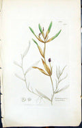 Old Potamogeton Lanceolatum Smith Sowerby 1847 British Plants Botany Victorian
