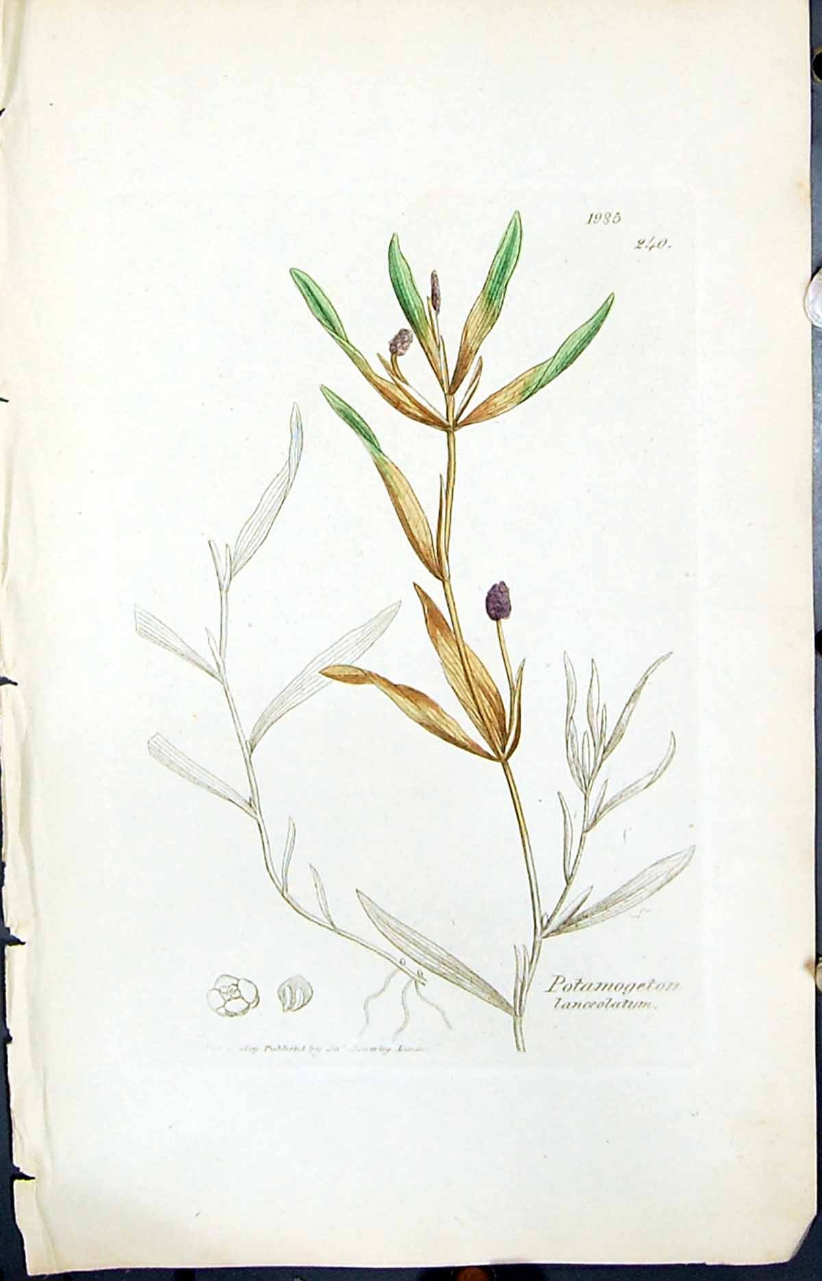 Old Potamogeton Lanceolatum Smith Sowerby 1847 British Plants Botany Victorian