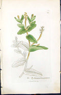Old Potamogeton Perfoliatum Smith Sowerby 1847 British Plants Botany Victorian