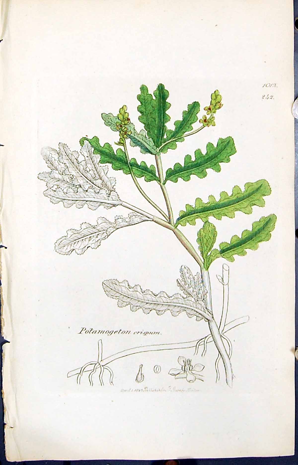Antique Print Potamogeton Crispum Smith Sowerby 1847 British Plants Botany 19th