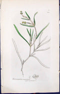 Old Print Potamogeton Comprelsum Smith Sowerby 1847 British Plants Botany 19th