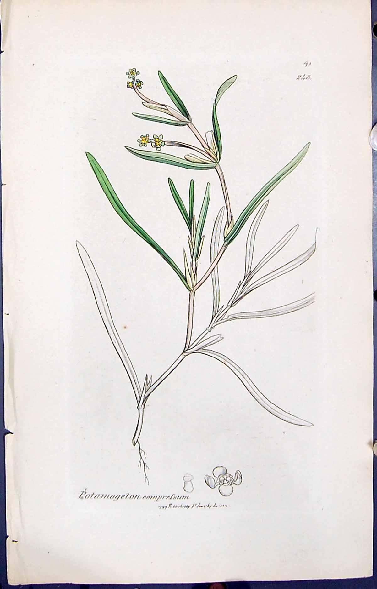Old Print Potamogeton Comprelsum Smith Sowerby 1847 British Plants Botany 19th