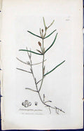 Old Print Potamogeton Pusillum Smith Sowerby 1847 British Plants Botany 19th