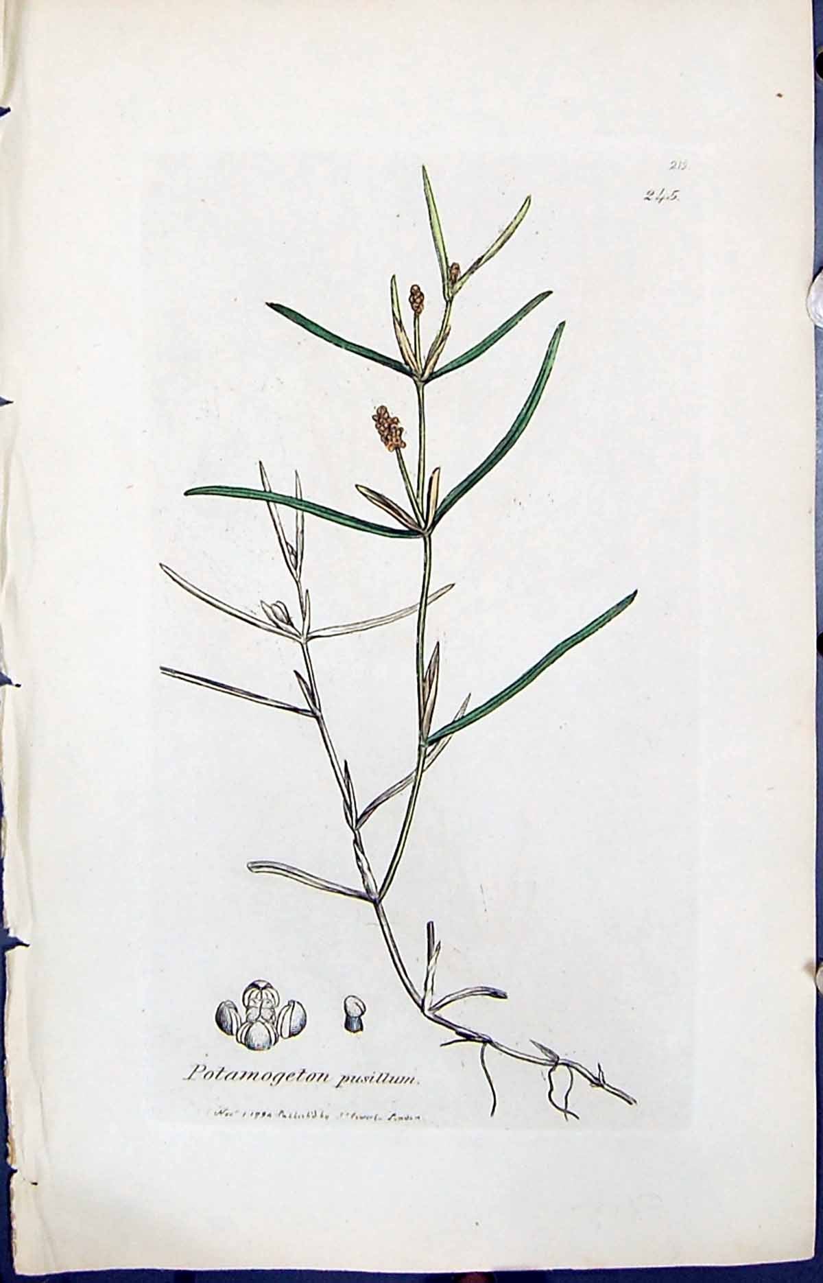 Old Print Potamogeton Pusillum Smith Sowerby 1847 British Plants Botany 19th