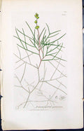 Old Print Potamogeton Pectinatum Smith Sowerby 1847 British Plants Botany 19th