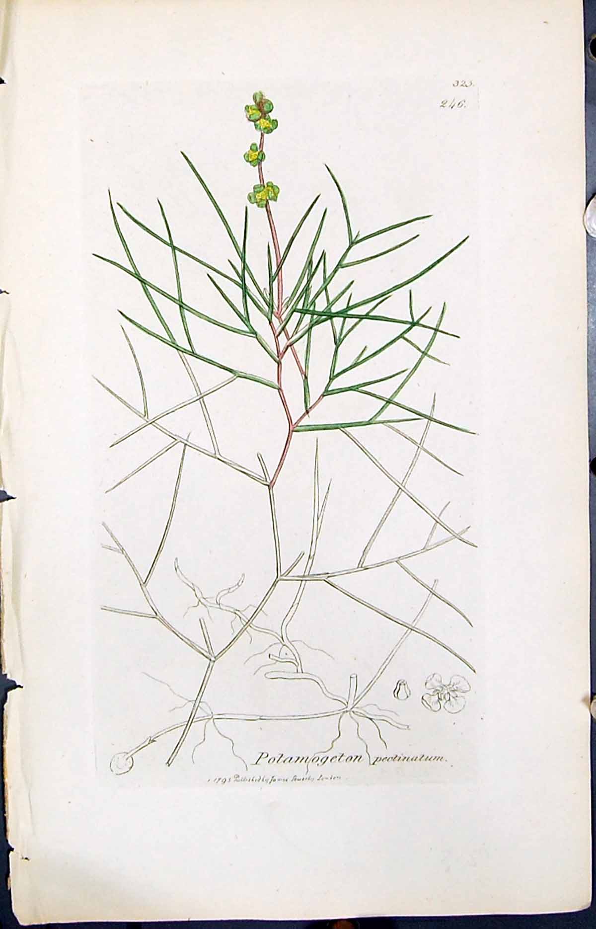Old Print Potamogeton Pectinatum Smith Sowerby 1847 British Plants Botany 19th