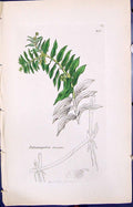 Antique Old Print Potamogeton Densum Smith Sowerby 1847 British Plants Botany