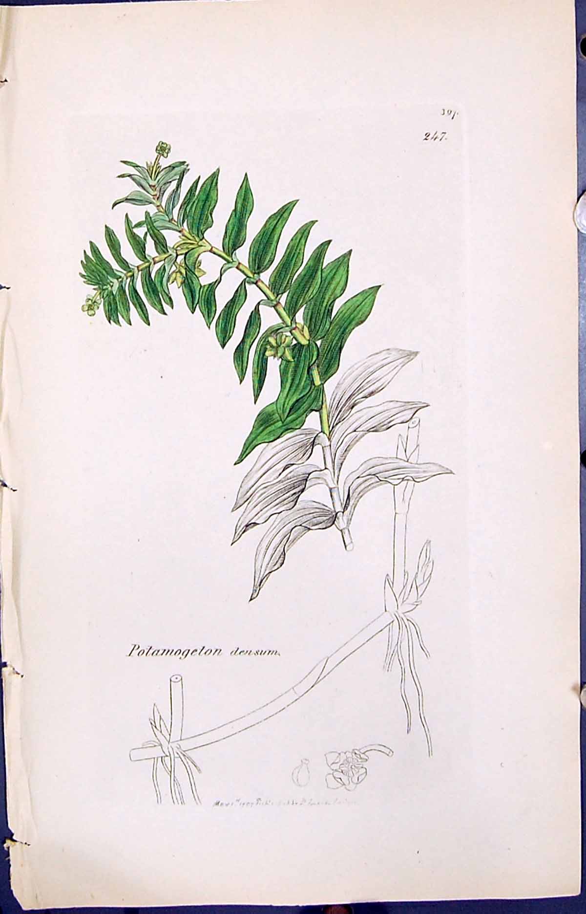 Antique Old Print Potamogeton Densum Smith Sowerby 1847 British Plants Botany
