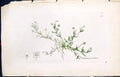 Antique Old Print Sagina Procumbens Smith Sowerby 1847 British Plants Botany