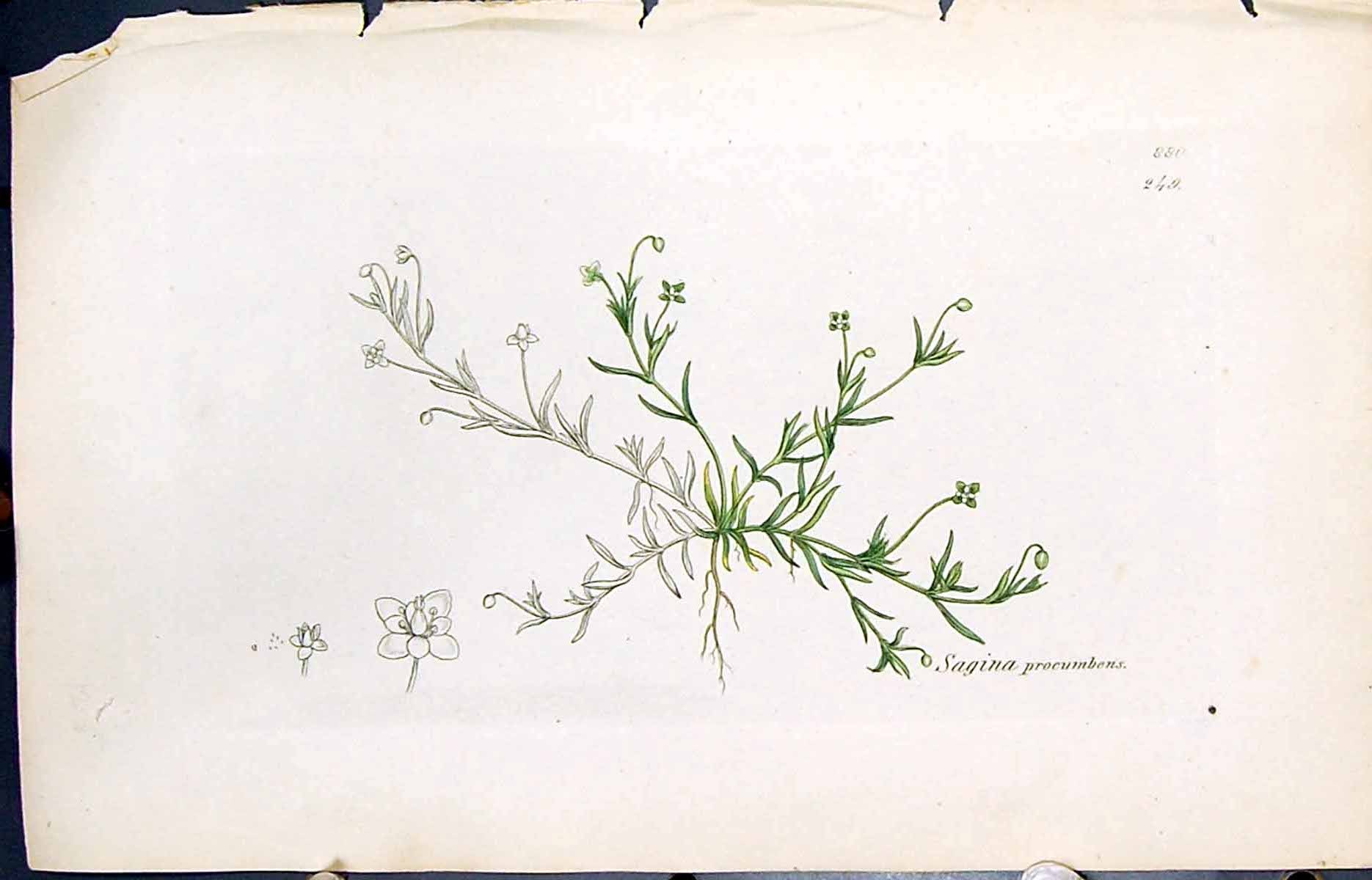 Antique Old Print Sagina Procumbens Smith Sowerby 1847 British Plants Botany