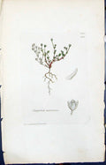 Old Print Sagina Maritima Colour Smith Sowerby 1847 British Plants Botany 19th