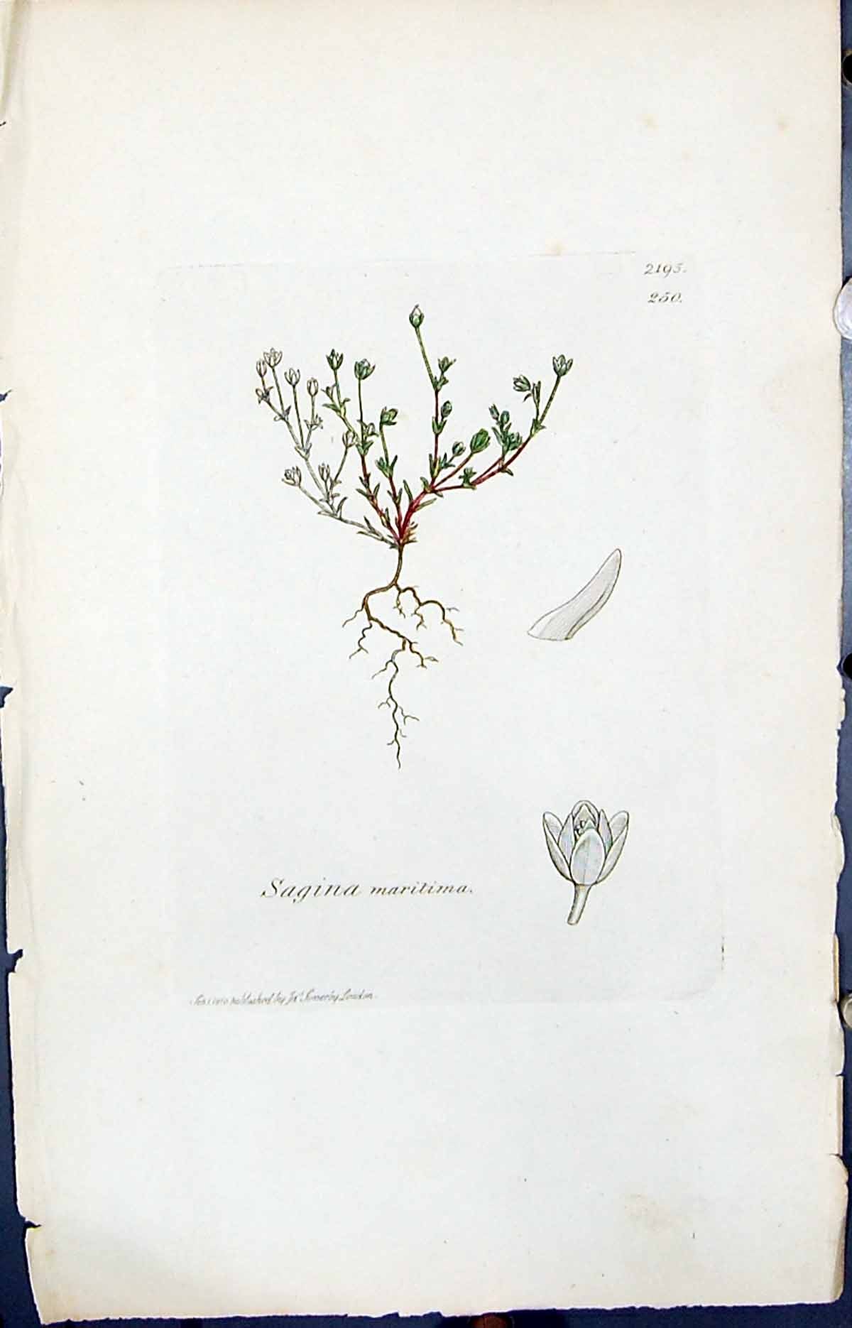 Old Print Sagina Maritima Colour Smith Sowerby 1847 British Plants Botany 19th