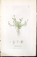 Old Print Sagina Apetala Colour Smith Sowerby 1847 British Plants Botany 19th