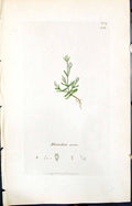 Old Print Moenchia Erecta Colour Smith Sowerby 1847 British Plants Botany 19th