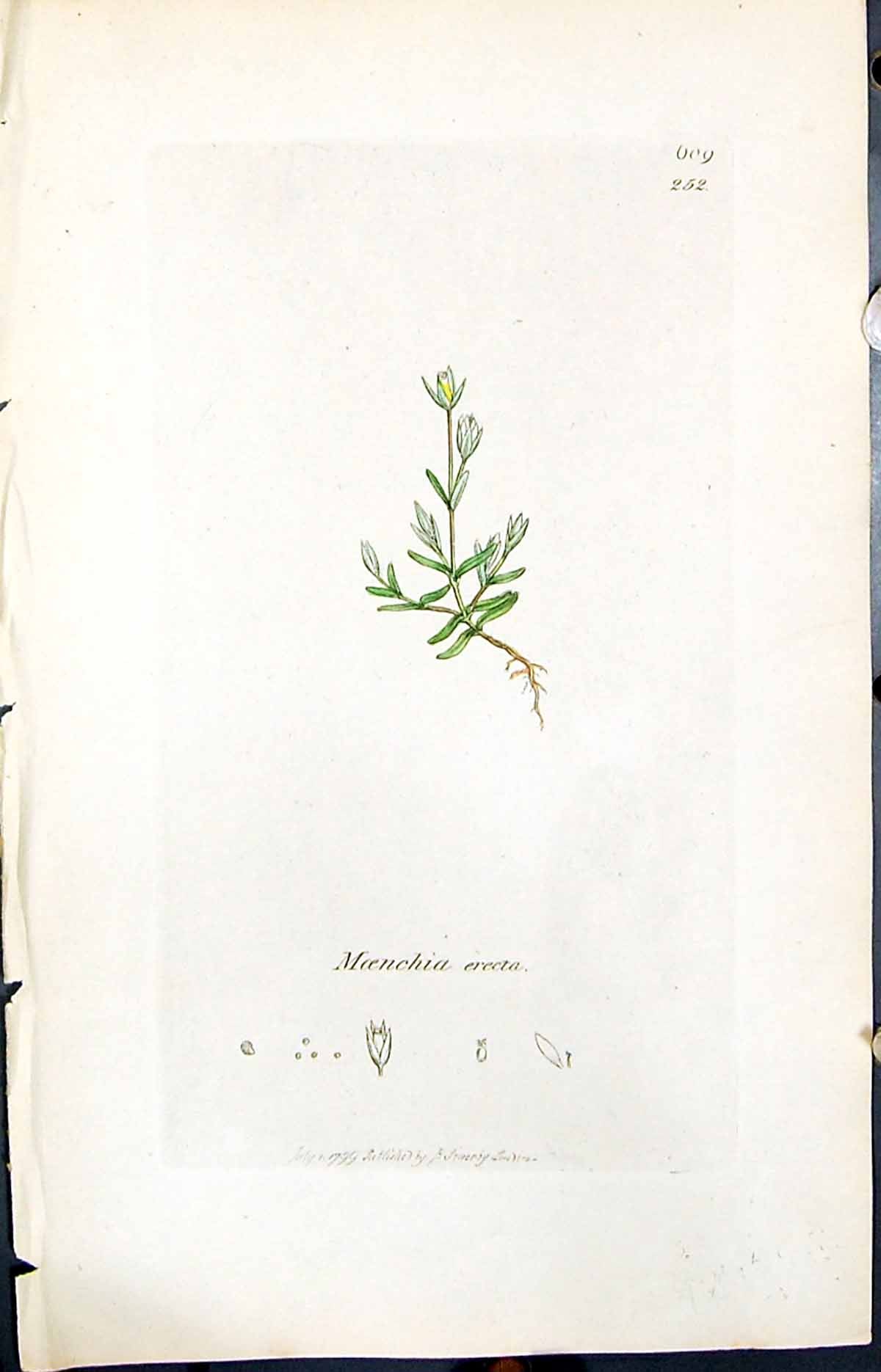 Old Print Moenchia Erecta Colour Smith Sowerby 1847 British Plants Botany 19th
