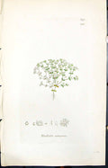 Antique Old Print Radiola Millegrana Smith Sowerby 1847 British Plants Botany