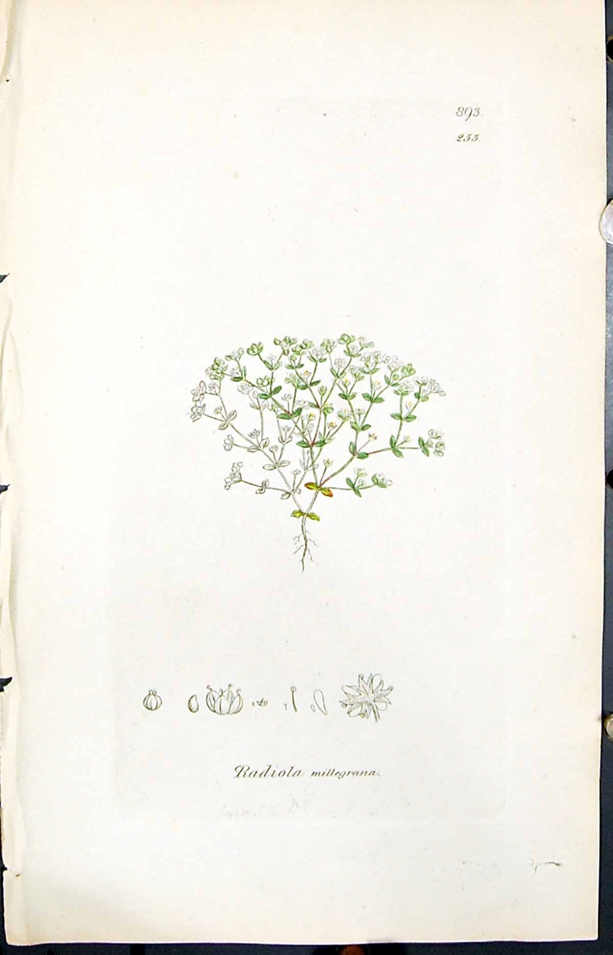 Antique Old Print Radiola Millegrana Smith Sowerby 1847 British Plants Botany