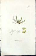 Old Print Tilloea Muscosa Colour Smith Sowerby 1847 British Plants Botany 19th