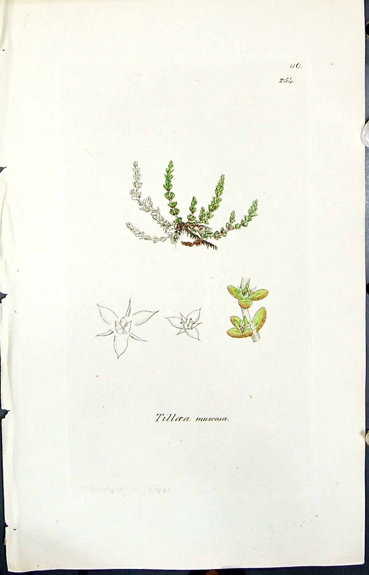 Old Print Tilloea Muscosa Colour Smith Sowerby 1847 British Plants Botany 19th