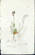 Antique Print Myosotis Versicolor Smith Sowerby 1847 British Plants Botany 19th