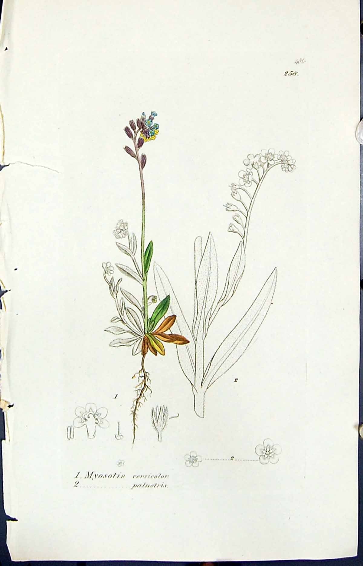 Antique Print Myosotis Versicolor Smith Sowerby 1847 British Plants Botany 19th