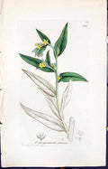 Old Lithospermum Officinale Smith Sowerby 1847 British Plants Botany Victorian