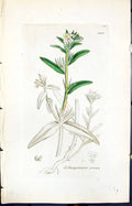 Antique Print Lithospermum Arvense Smith Sowerby 1847 British Plants Botany