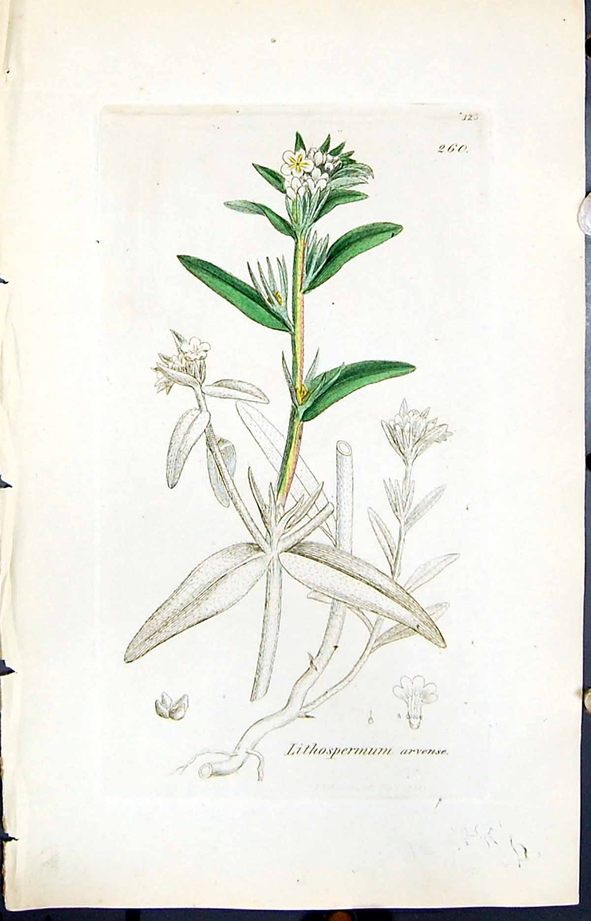 Antique Print Lithospermum Arvense Smith Sowerby 1847 British Plants Botany