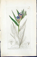 Antique Print Lithospermum Purpuro Smith Sowerby 1847 British Plants Botany